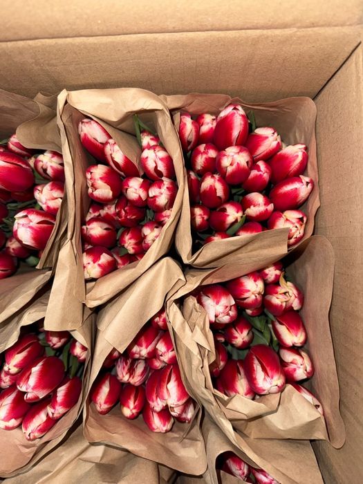 Тюльпаны по выгодной цене