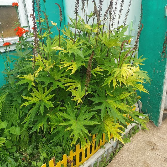Продам цветы многолетки