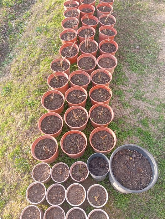 Продаются цветы клематис