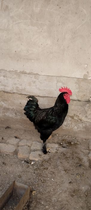 Бир йиллик кора хуроз сотилади