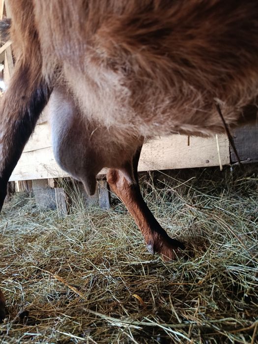 Capră aplină franceză