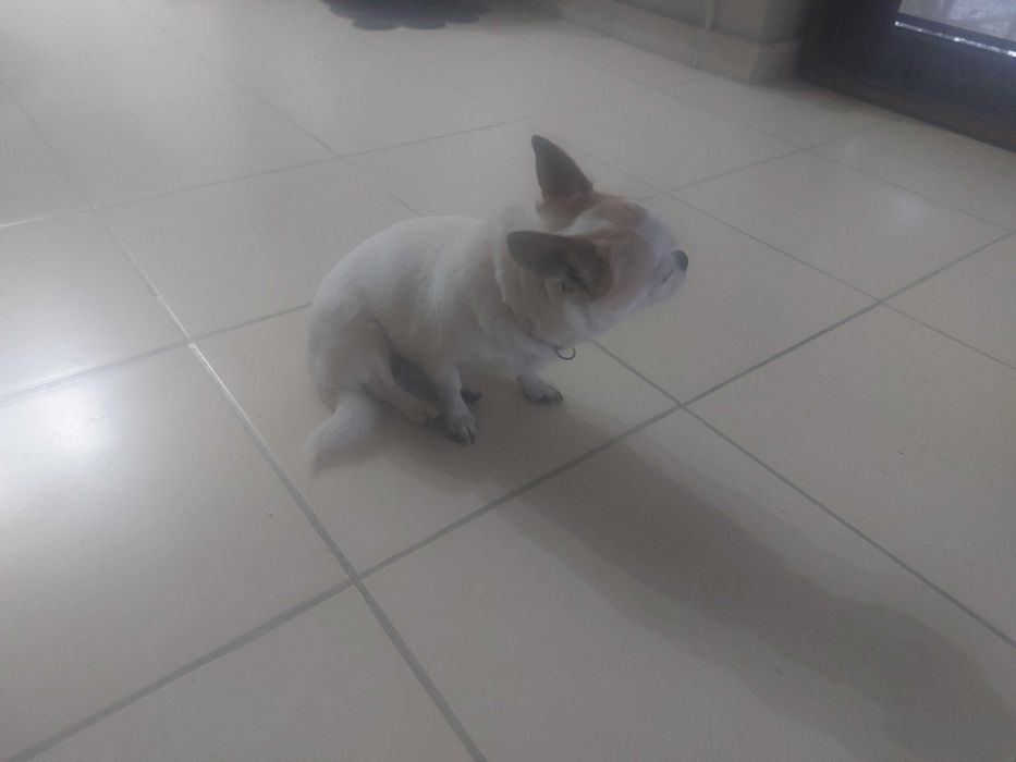 Чихуа хуа мини момиче на 3 г.