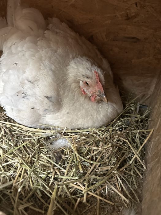 Продам квочку,наседку