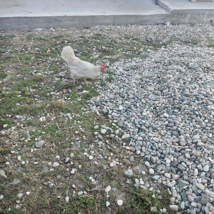 Vînd ouă, pentru incubat, rasa de găini Leghorn și un cocoș tot Leghor