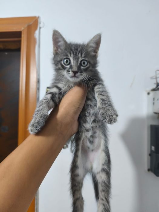 Кошки мошки бар тегін