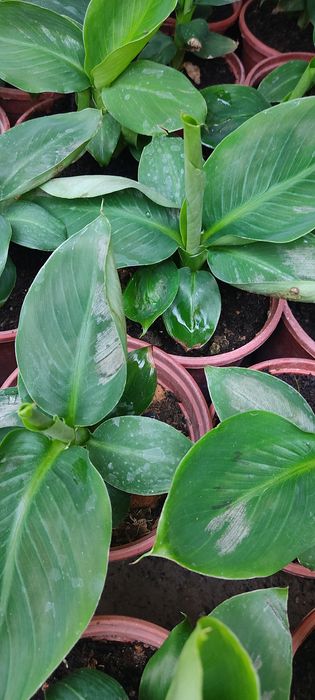 Саженцы сортового банана