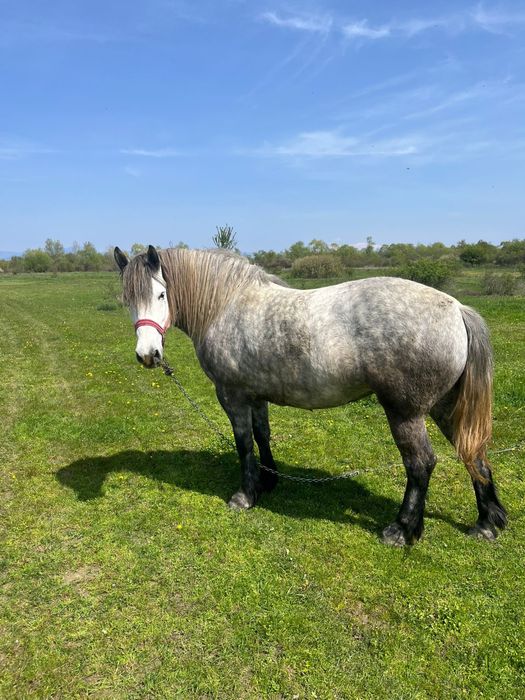 Vand carlana in varsta de 4 ani