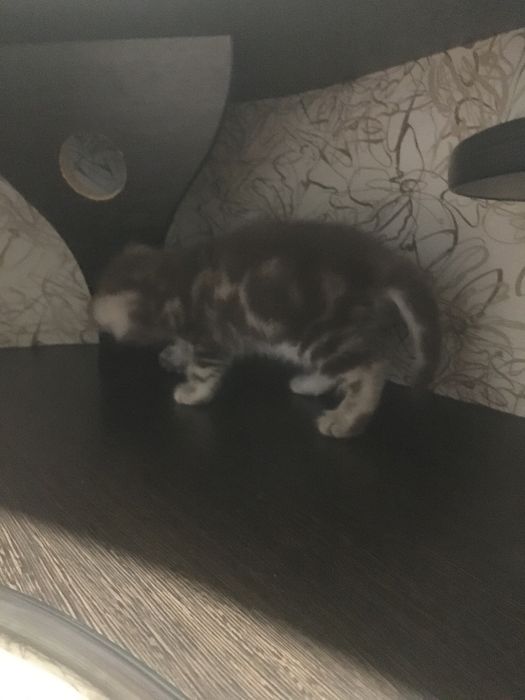 Шотландский котенок