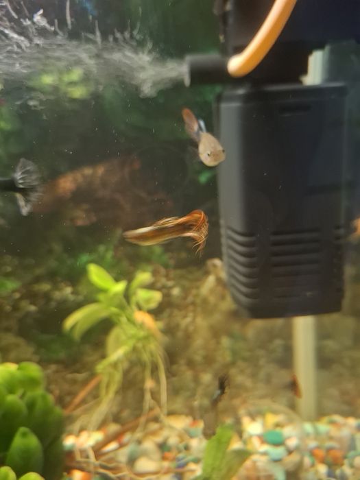 Гуппи обмен на цихлиды