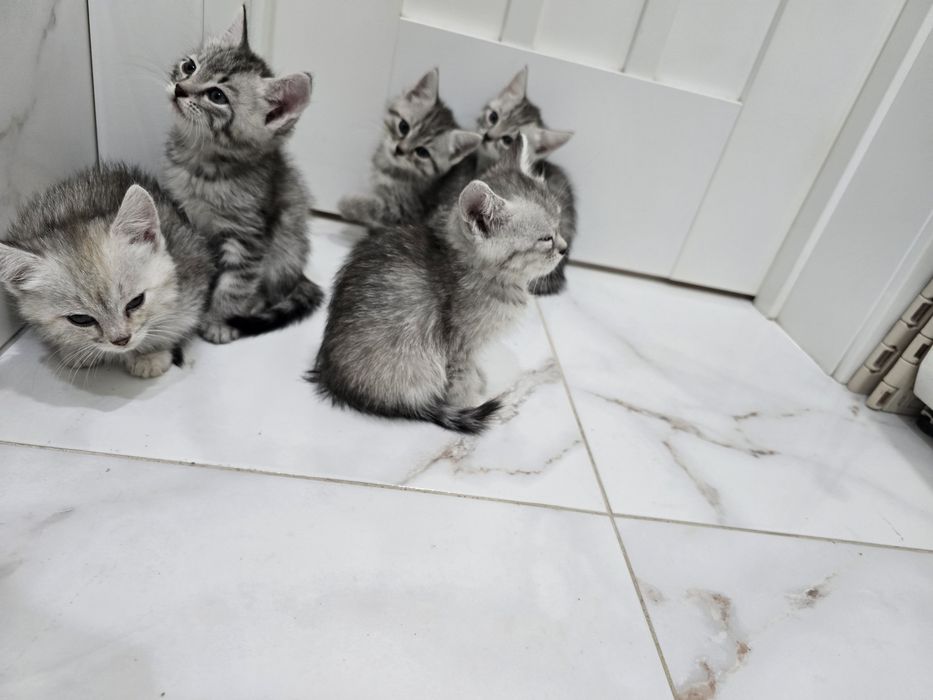 Отдам котят в хорошие руки!