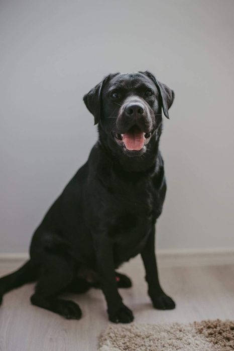 Лабрадор ретривър ТОП бебета