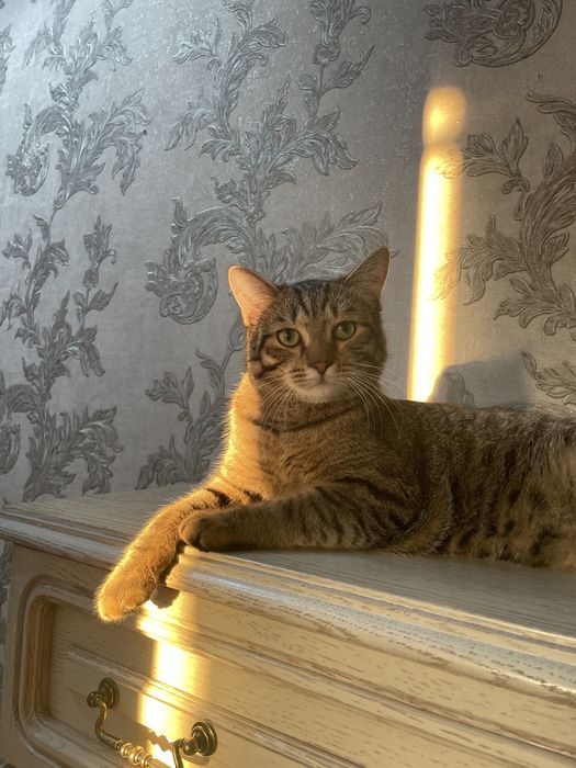 Отдам кота в добрые руки