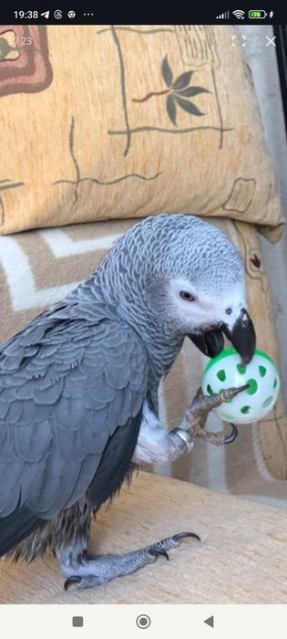 Жако папугай игривый