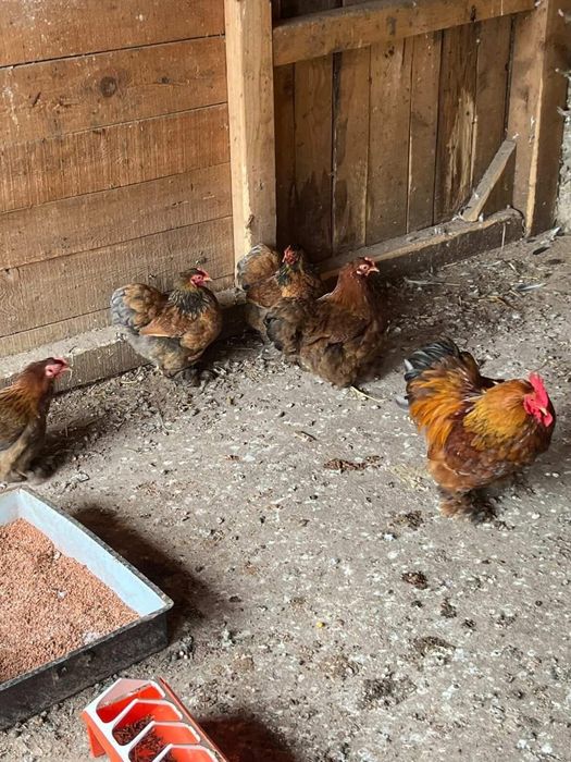 Продамам 4+1 кохина 1 квачка