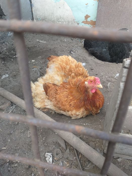 Продам курей браммы