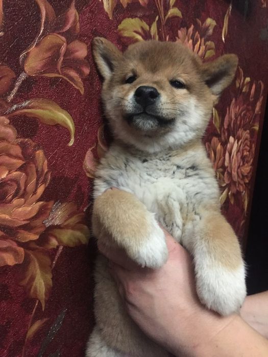 японские сибята с питомника