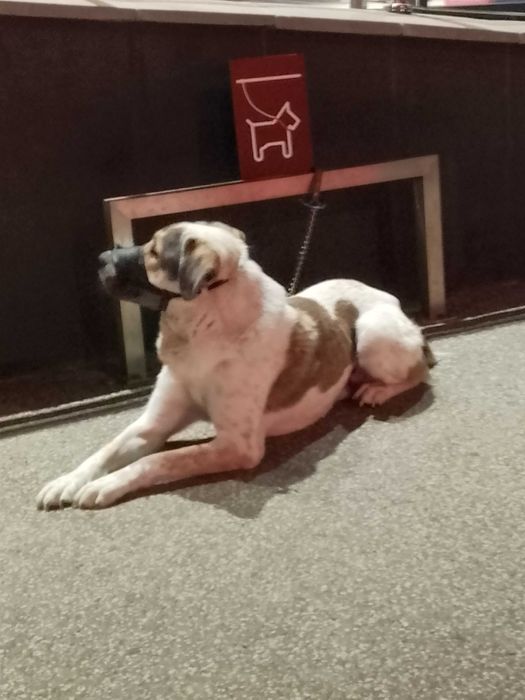 Подарявам куче Роджър