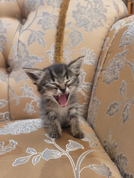 Котят в хорошие руки