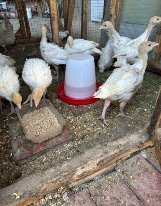 Big 6 kurka joʻjalari shoshiling mavsum yaqin optom baza