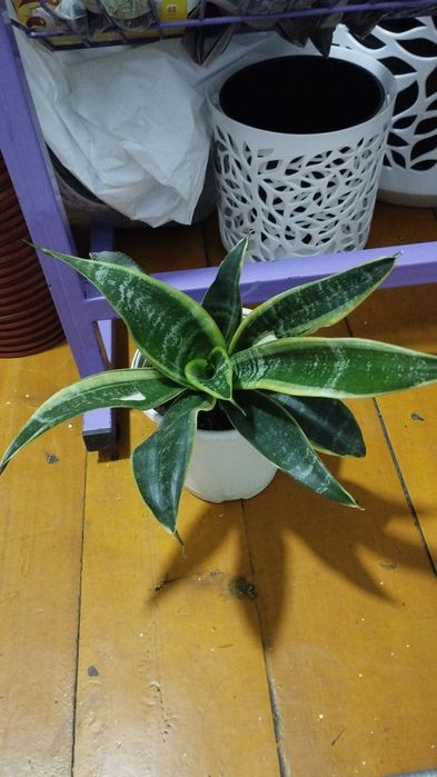 Домашние цветы оптом