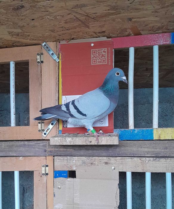 De Vânzare Porumbei Voiajori