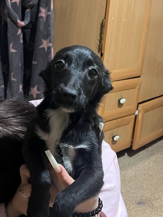 отдаю щенят в добрые руки