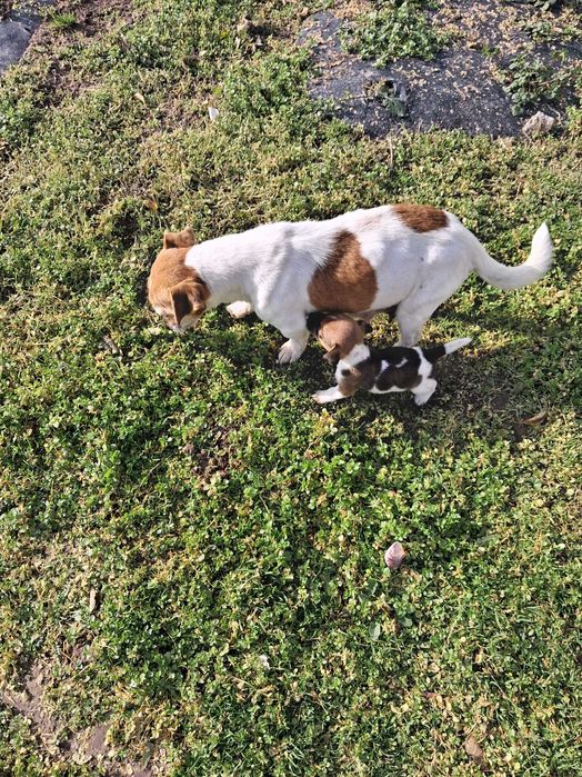 Джак ръсел мъжко и женско