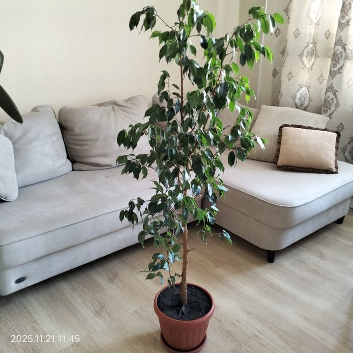 Фикус Бенджамина.