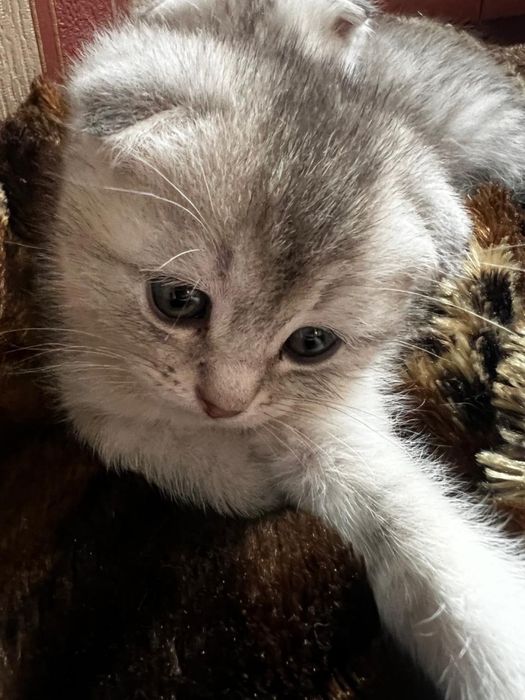 Котята шиншиллы