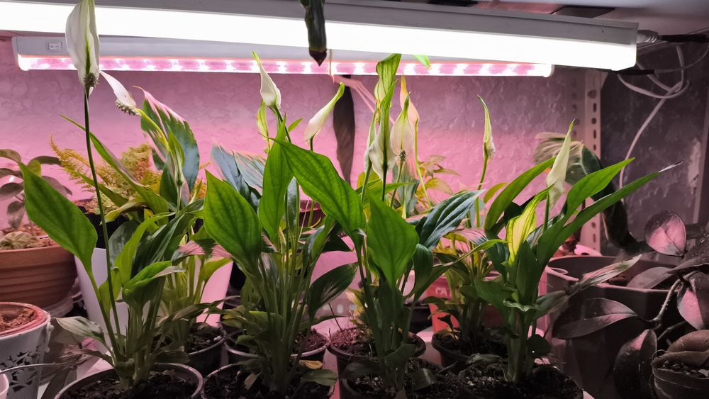 Цветы на подарки в  ассортименте