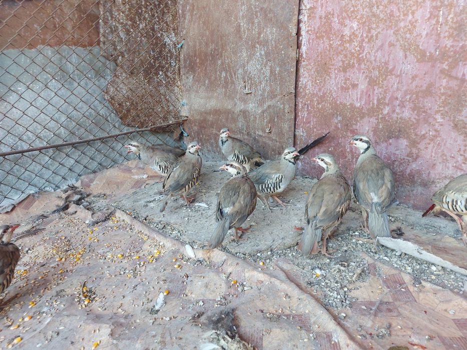 Горные куропатки кеклик самцы и самки