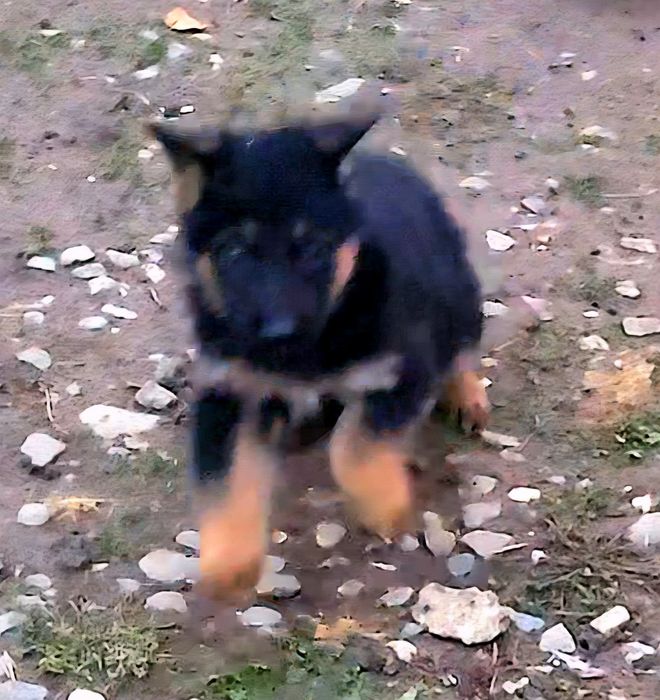 Ciobanesc german linie veche