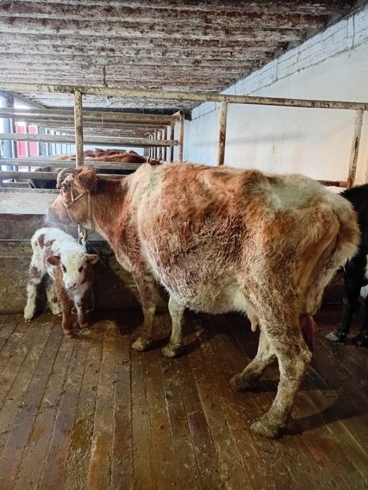 Бесінші тума Сүтті бұзаулы сиыр