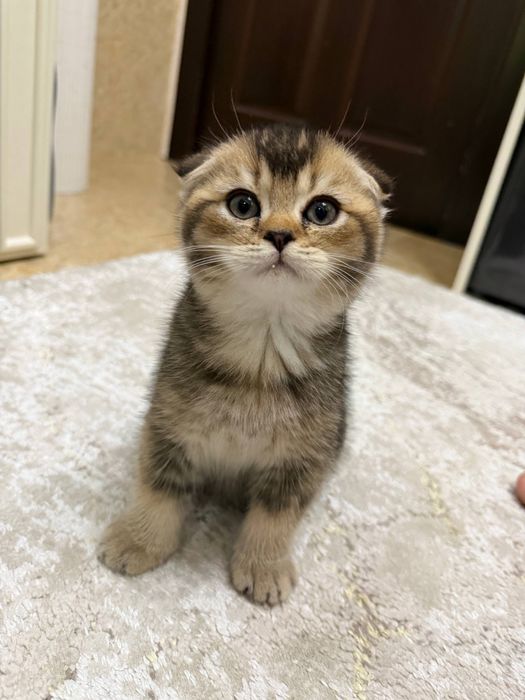 Продается котьят шиншилла