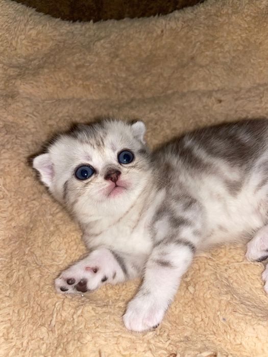 Шотландские котята