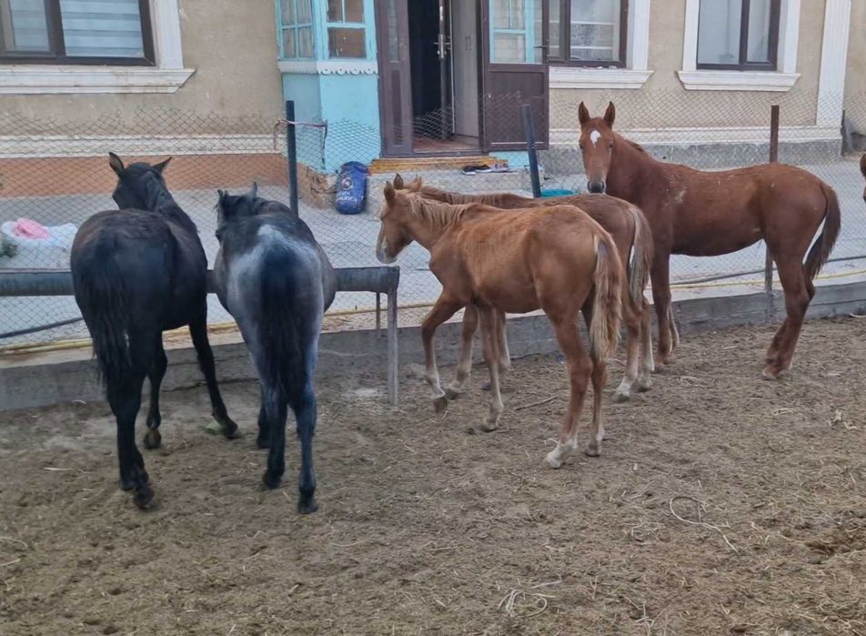 Жабағылар сатылады