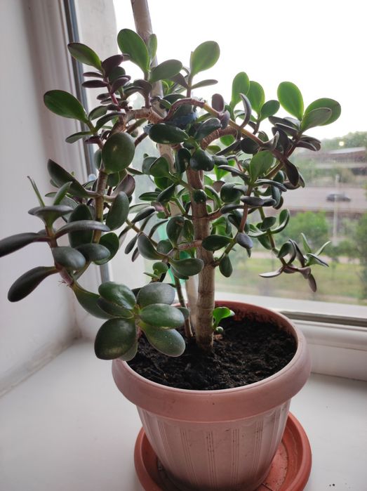 Денежное дерево/Толстянка/Крассула