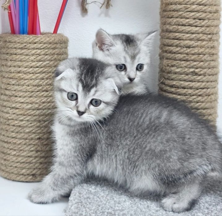 КоТики и КоШечКи  шотландские