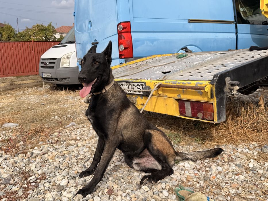 Ciobanesc belgian malinois cu pedigree