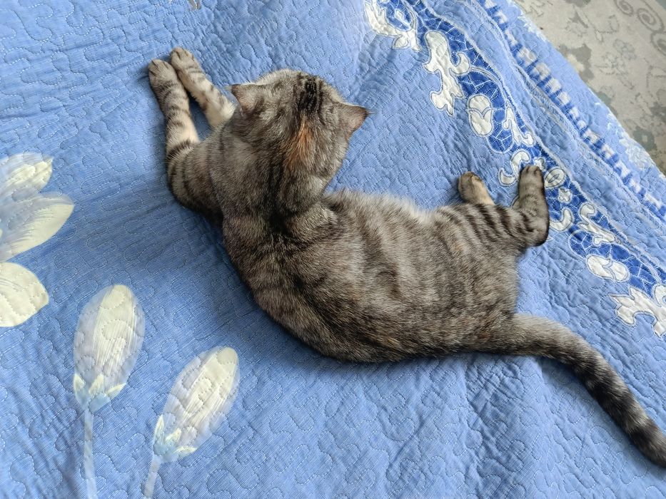 Шотландская кошка с котятами