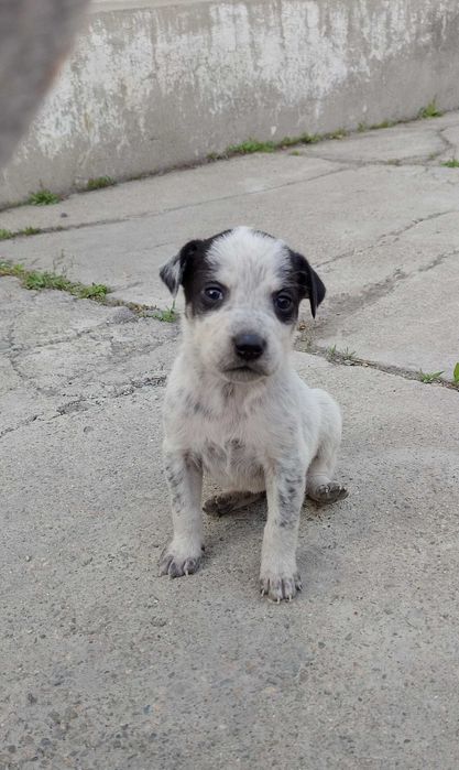 Щенки куртцхаар 5000 тенге