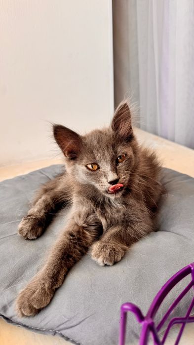 Отдам котёнка в добрые руки