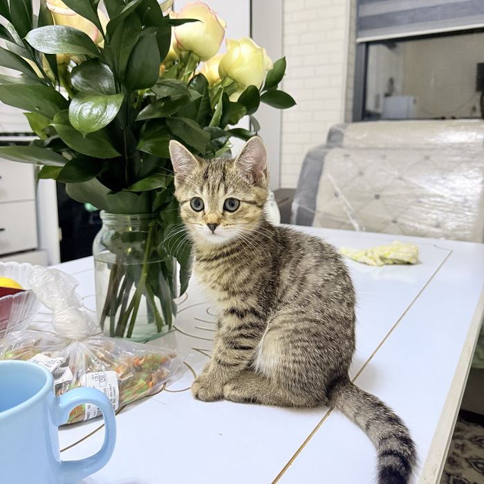 Skotsh foldva shinshilla