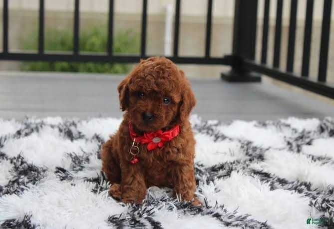Pudel/Poodle Toy/Mini roșcat de excepție de vânzare – Genotip și fenotip deosebit