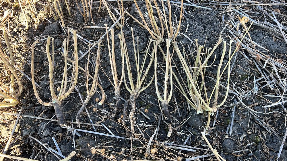 Семена льна сорт Канадский Битхун