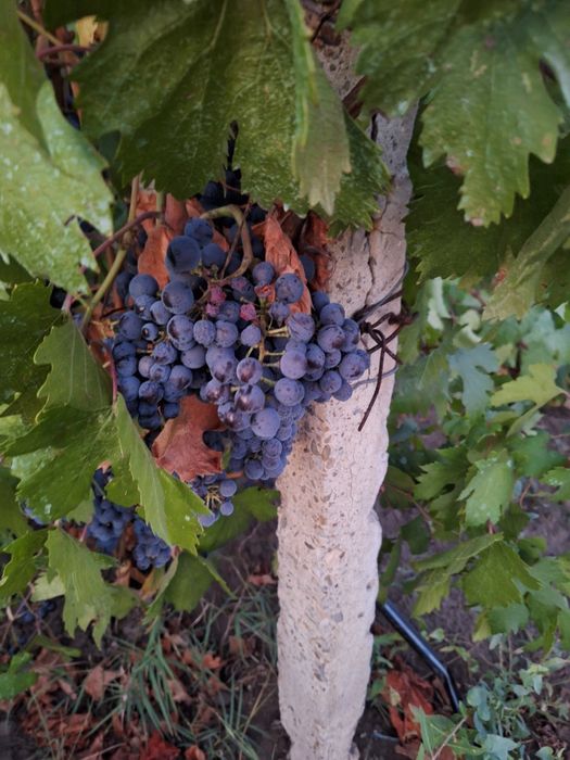 Vând struguri pentru vin
