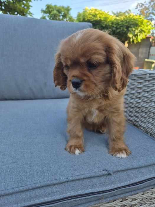 Cavalier king charles