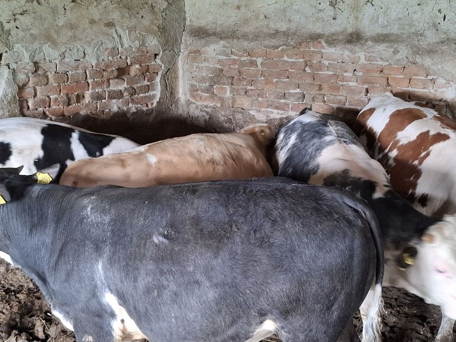 Vițeii de boxă de vînzare