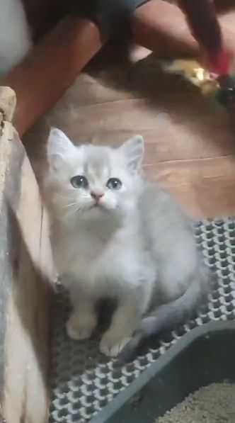 Мальчик-британец