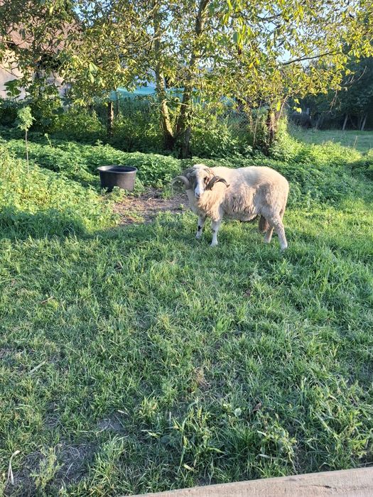 Vând berbec rasa țurcană